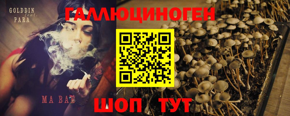 Галлюциногенные грибы Psilocybe Жуковский
